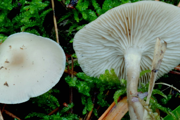 Clitocybe metachroa